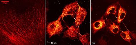 taxol janelia fluor 646|Fluorescence Imaging Products .